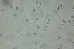 Amanita solaniolens