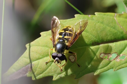 Unknown species found near Berwick, ME 03901, USA