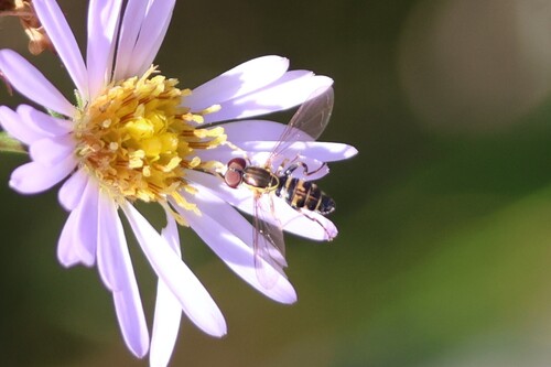 Unknown species found near Berwick, ME 03901, USA