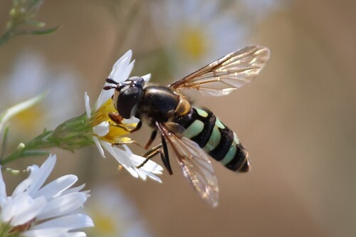 Unknown species found near Berwick, ME 03901, USA