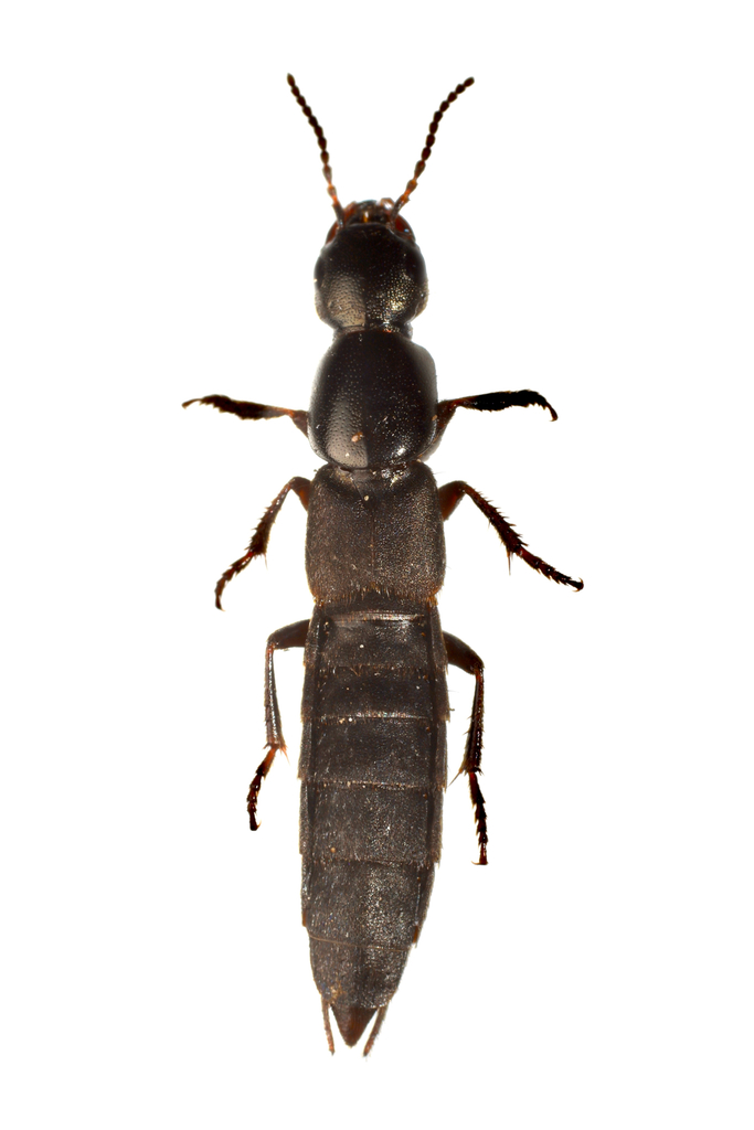 Ocypus graeseri