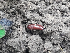 Insecta