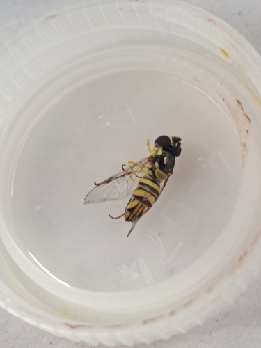 Unknown species found near Lebanon, TN 37090, USA