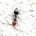 Crematogaster scutellaris - Photo (c) bscrl，保留部份權利CC BY-NC