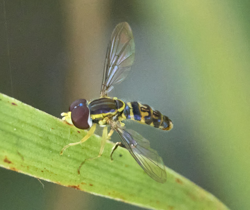 Unknown species found near Hamilton County, OH, USA