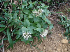 Eupatorium kiirunense