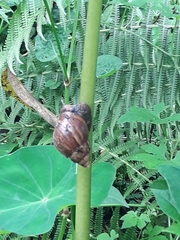 Lissachatina fulica