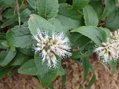 Eupatorium kiirunense