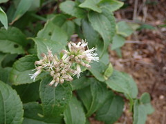 Eupatorium kiirunense