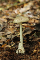 Amanita arocheae