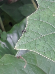 Camponotus