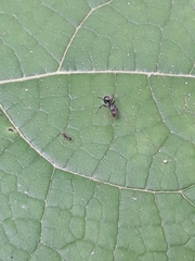 Camponotus