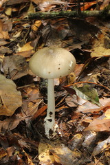 Amanita arocheae