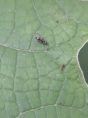 Camponotus