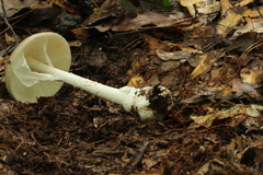 Amanita arocheae