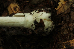 Amanita arocheae