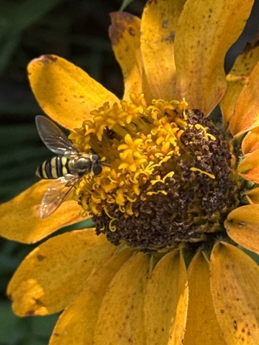Unknown species found near Market St, La Crosse, WI, US
