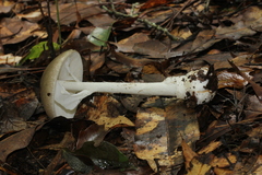 Amanita arocheae