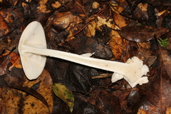 Amanita arocheae