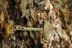 Amanita arocheae