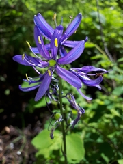 Camassia quamash quamash