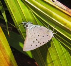 Pseudolycaena marsyas