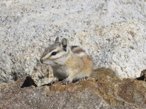 Panamint Chipmunk