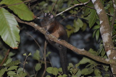 Hemibelideus lemuroides