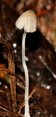 Mycena perlae