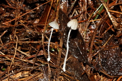 Mycena perlae