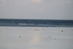 Carcharhinus melanopterus