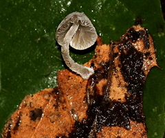 Mycena perlae