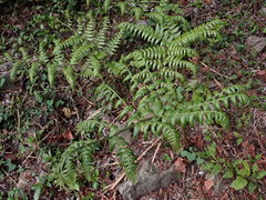 Diplazium laxifrons