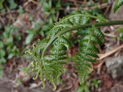 Diplazium laxifrons