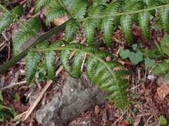 Diplazium laxifrons