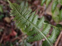 Diplazium laxifrons
