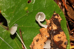 Mycena perlae