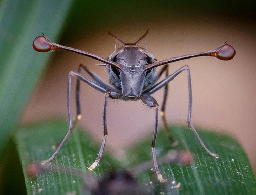 Chaetodiopsis meigenii