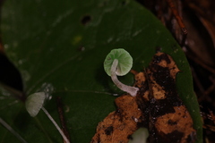 Mycena perlae