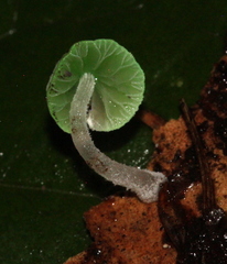 Mycena perlae