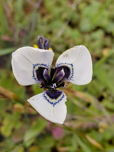 Resurrection Tulp (Moraea anastasia)