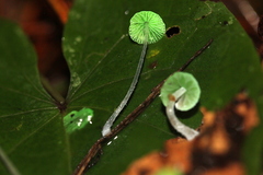 Mycena perlae
