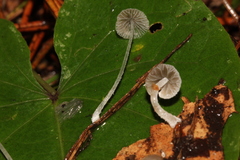 Mycena perlae