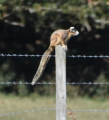 Sciurus niger shermani