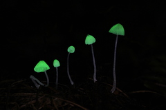 Mycena perlae