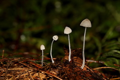 Mycena perlae