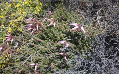 Erica irrorata