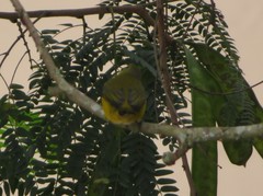 Euphonia chlorotica