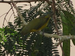 Euphonia chlorotica