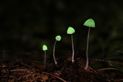 Mycena perlae